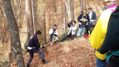 ~~神事を済ませ、いよいよ伐採開始。地域の御頭郷様がまず斧(よき)を入れます~~