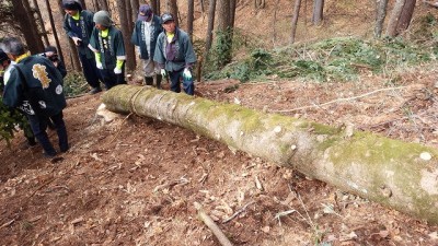 ~~無事伐採。こちらの樅の木で御柱2本が調達できそうです~~