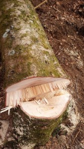 ~~立派な樅の木。地域の守り神に相応しいです~~